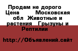 Продам не дорого. › Цена ­ 10 - Московская обл. Животные и растения » Грызуны и Рептилии   